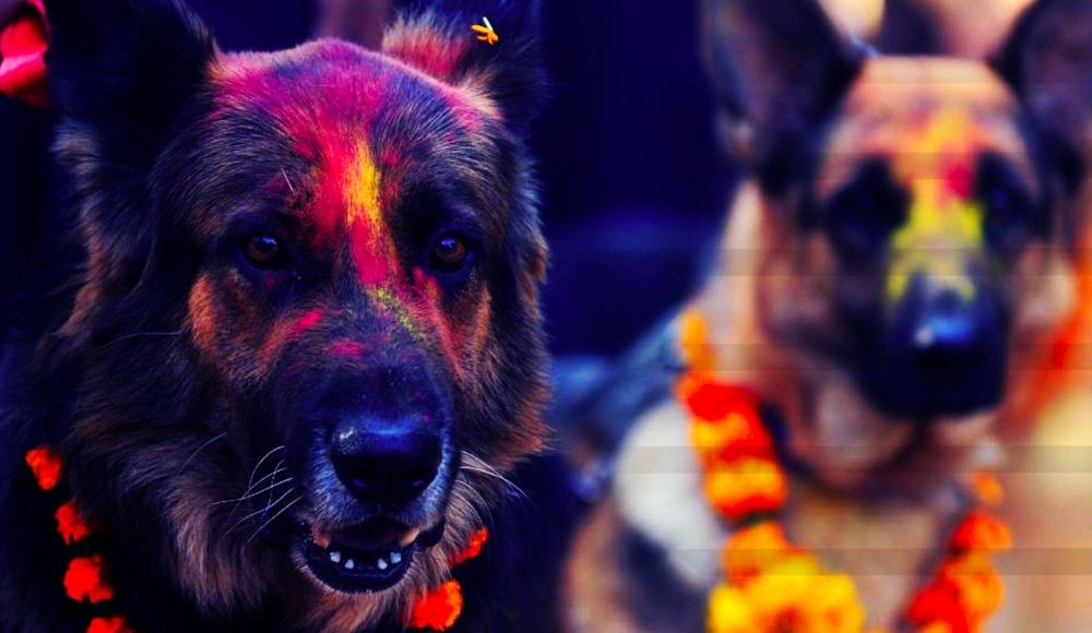 tihar and dog festival in Nepal