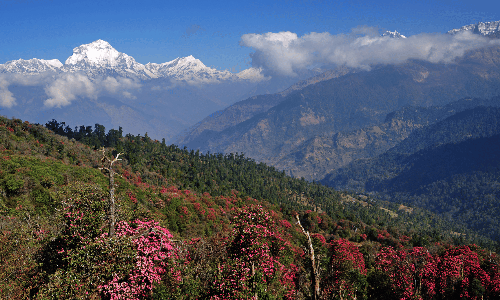 Spring in Pokhara