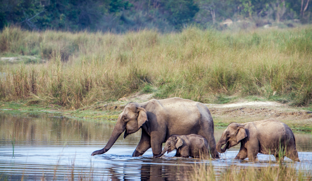 Elephants in Bardia