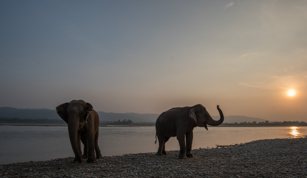 Elephants in Chitwan National Park