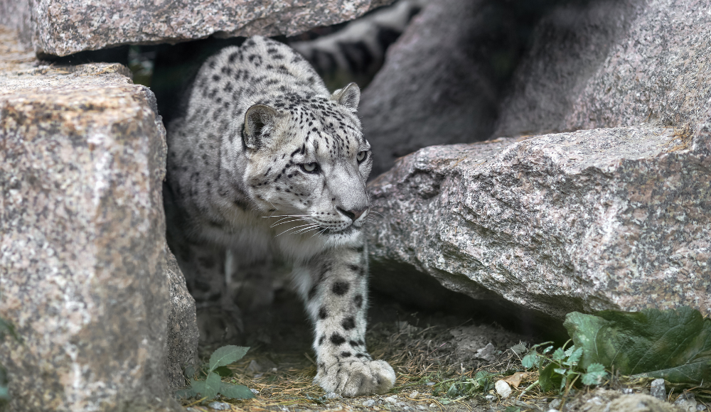 Snow leopard 