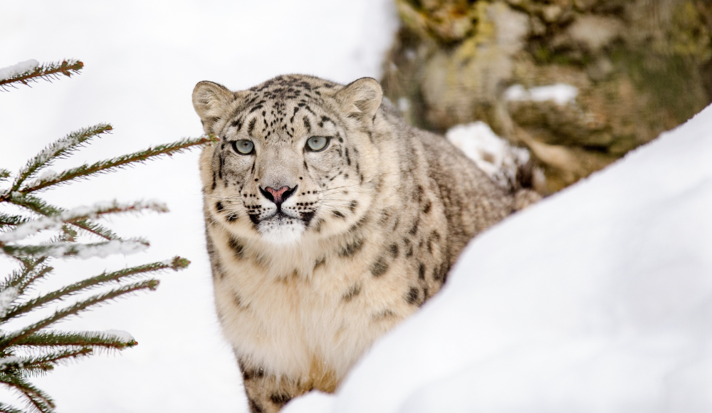 Snow leopard in snow