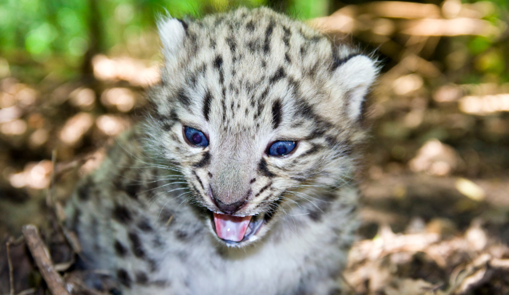 Snow leopard Cub