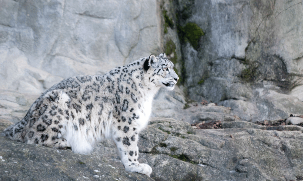 snow leopard in Nepal