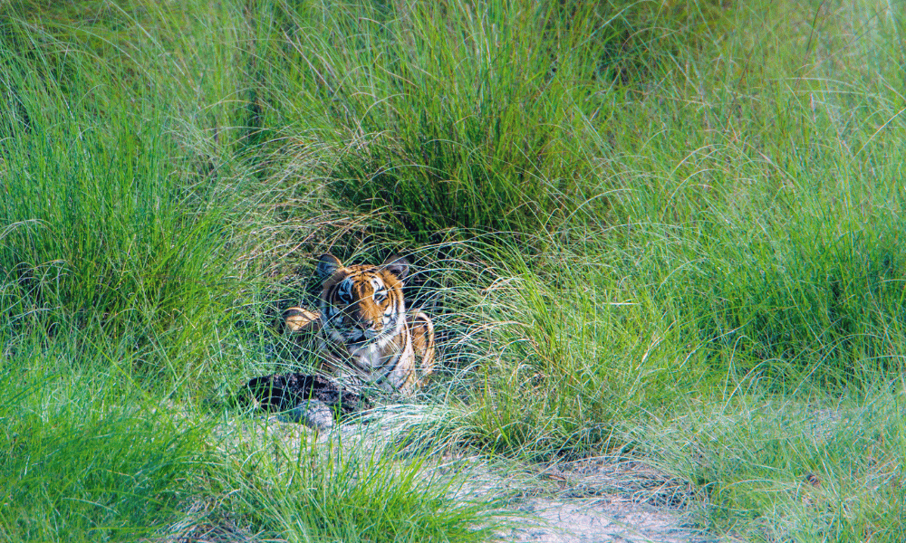 tiger tracking in bardia