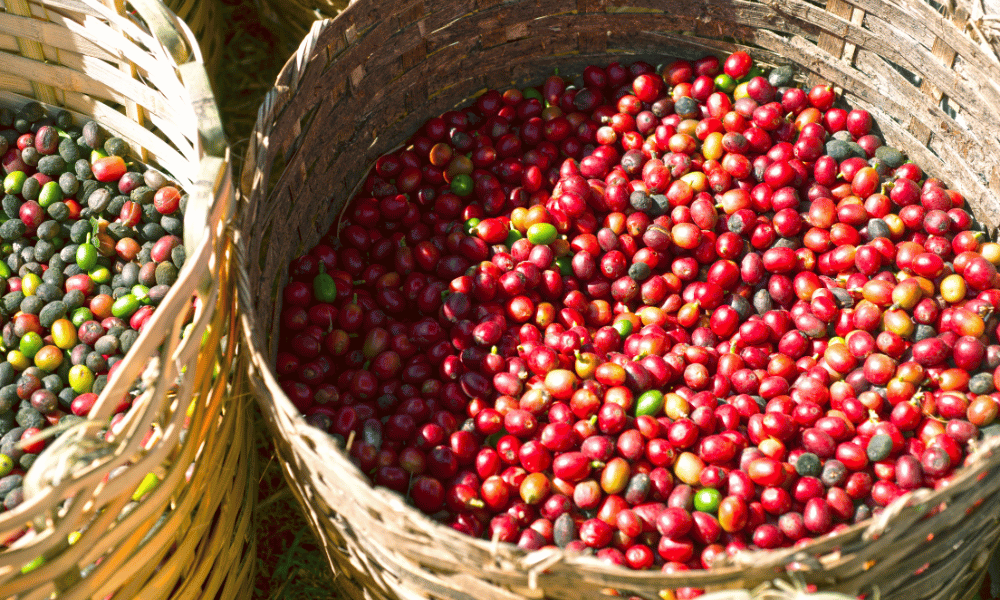 coffee plantation, beverages in nepal