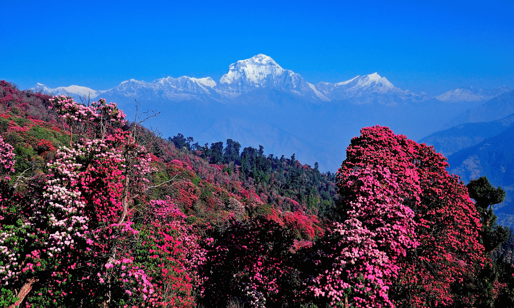 dhaulagiri range and rhododendron forest