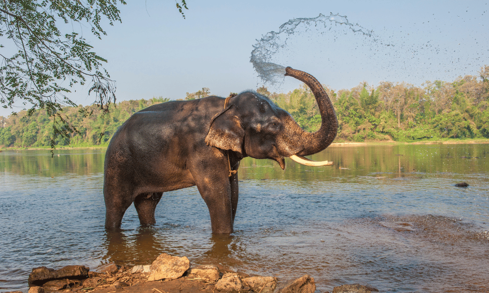 elephant spraying itself with water