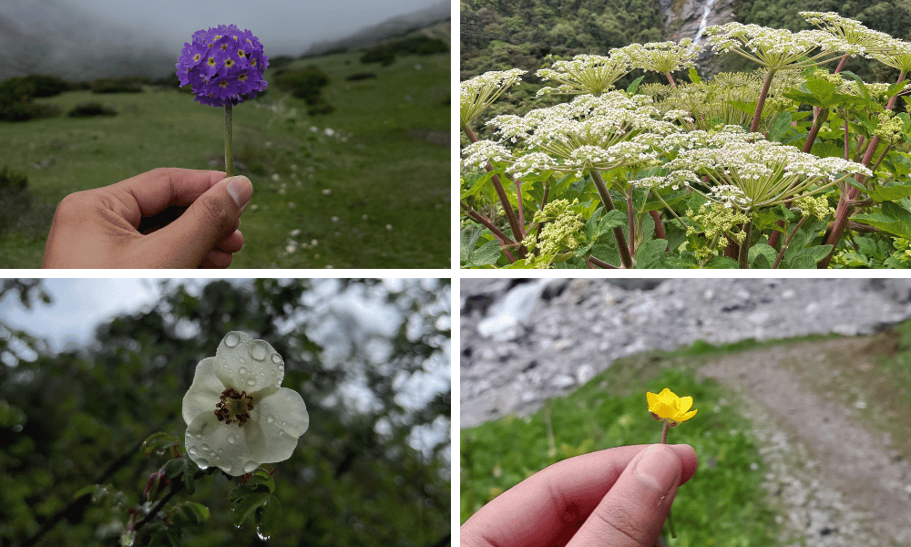 flowers in tsho rolpa lake trek