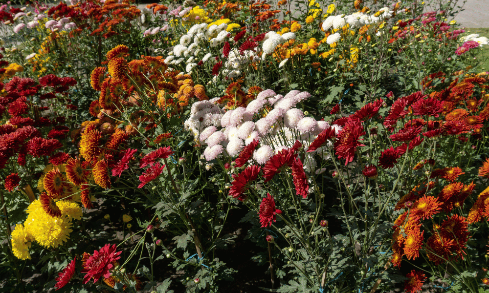 flowers in garden of dreams