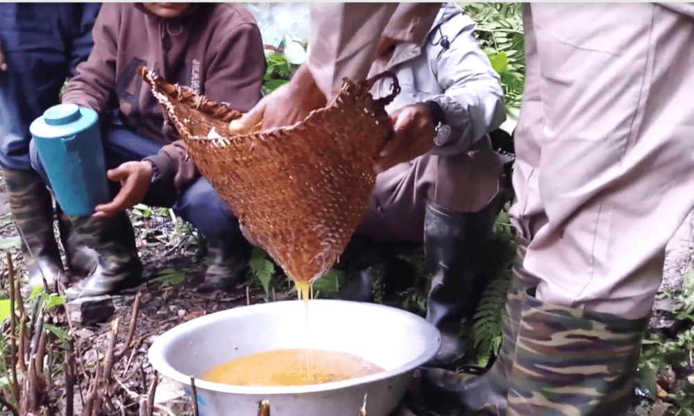 honey preparation after honey hunting