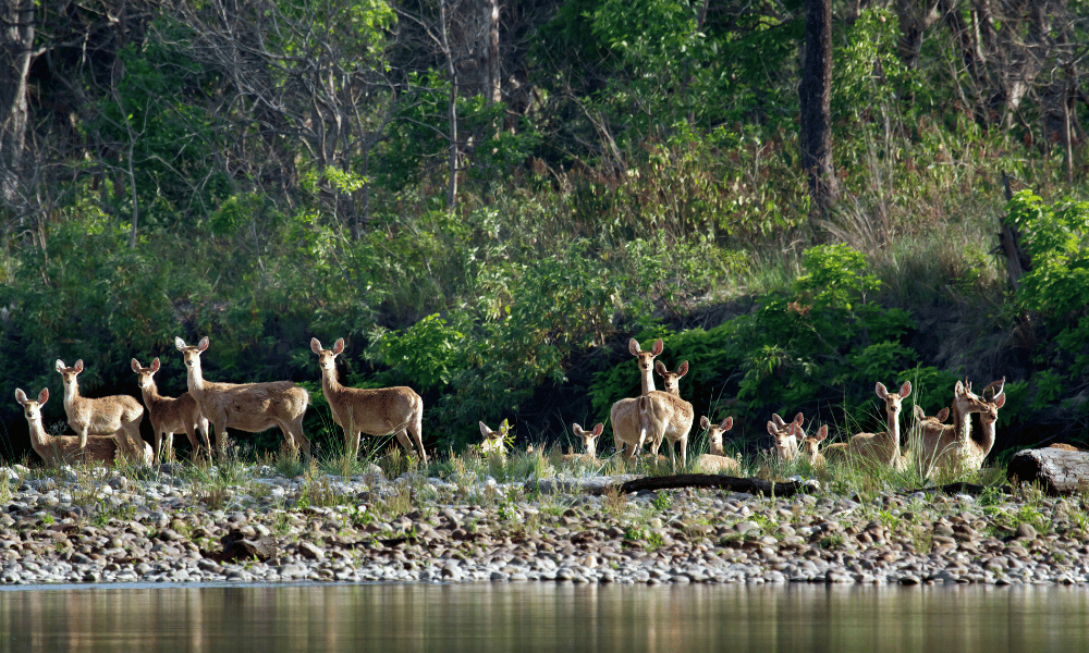 group of deer on a riverbank in Chitwan