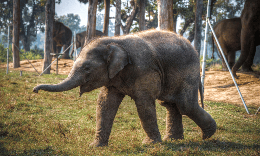 a baby elephant running around