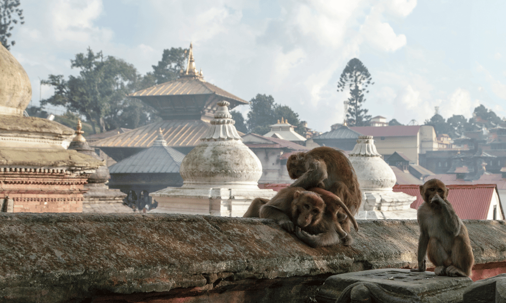 monkeys grooming infront of pashupatinath temple