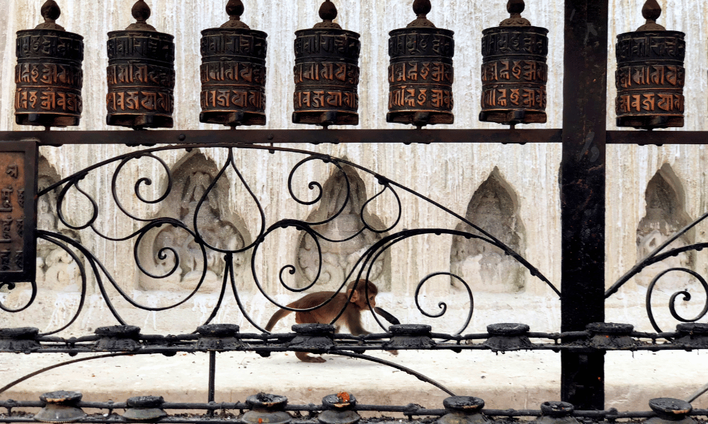 monkey behind prayer wheels in Swayambhu