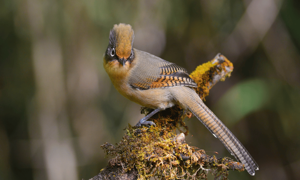 hoary throated barwig, bird watching in nepal