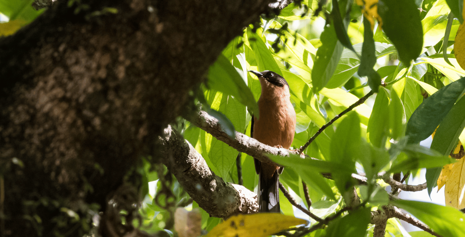 bird-watching-nepal
