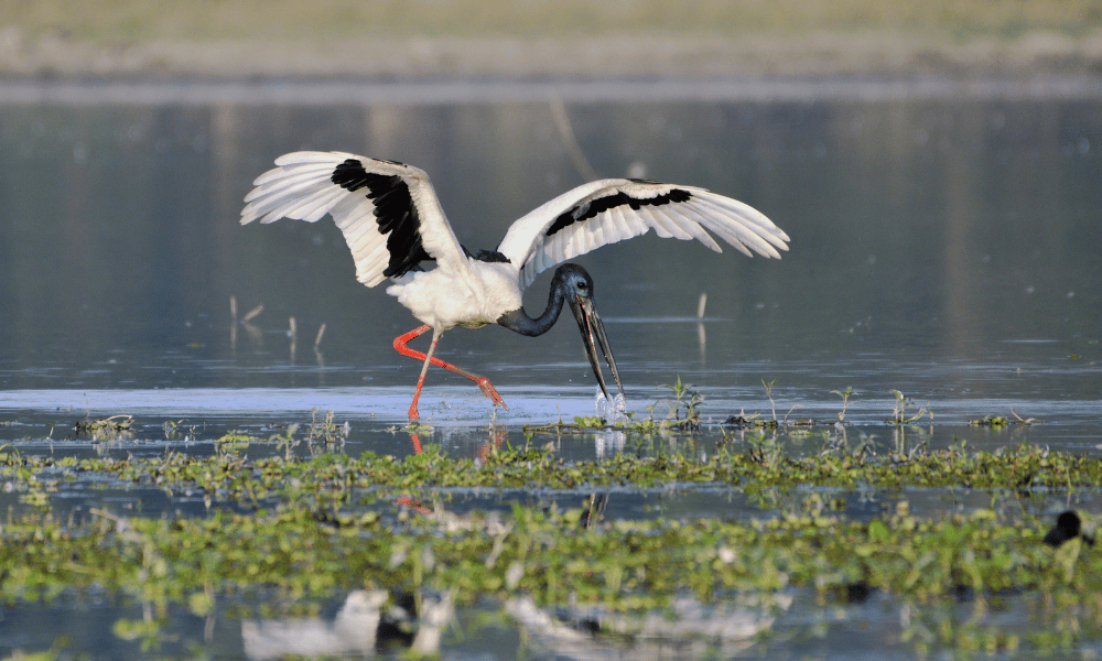 black necked stork, bird watching nepal