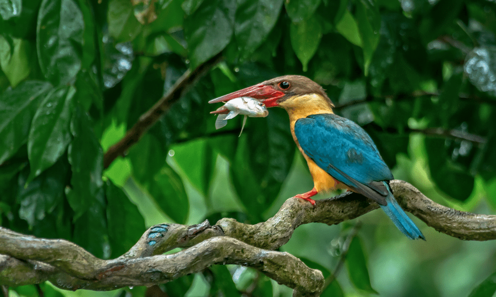bird-watching in nepal, stork billed kingfisher