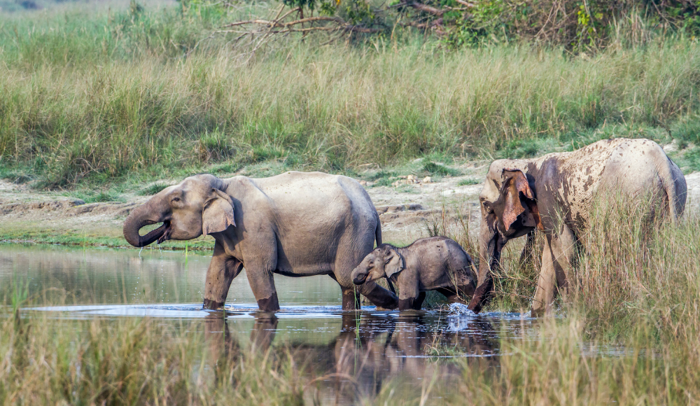 Elephants at Bardiya National Park
