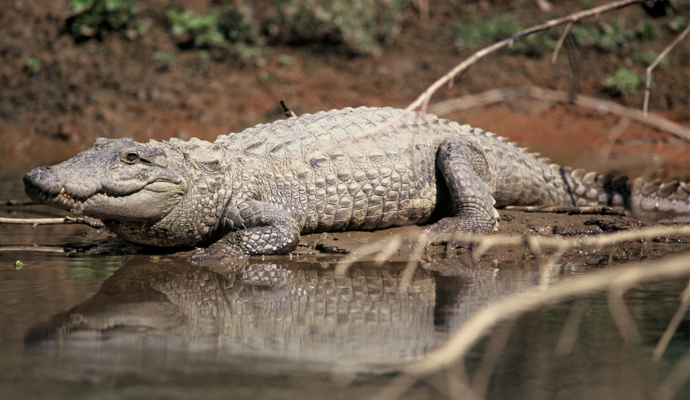 Crocodile at Chitwan National Park