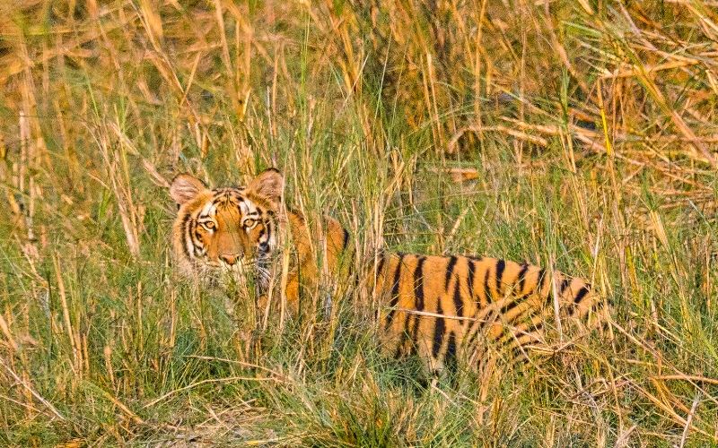 Bardia Tiger Tracking Tour