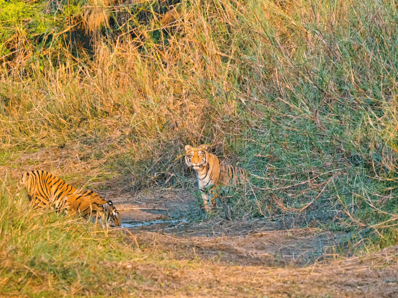 Tiger Tracking Tour in Bardia