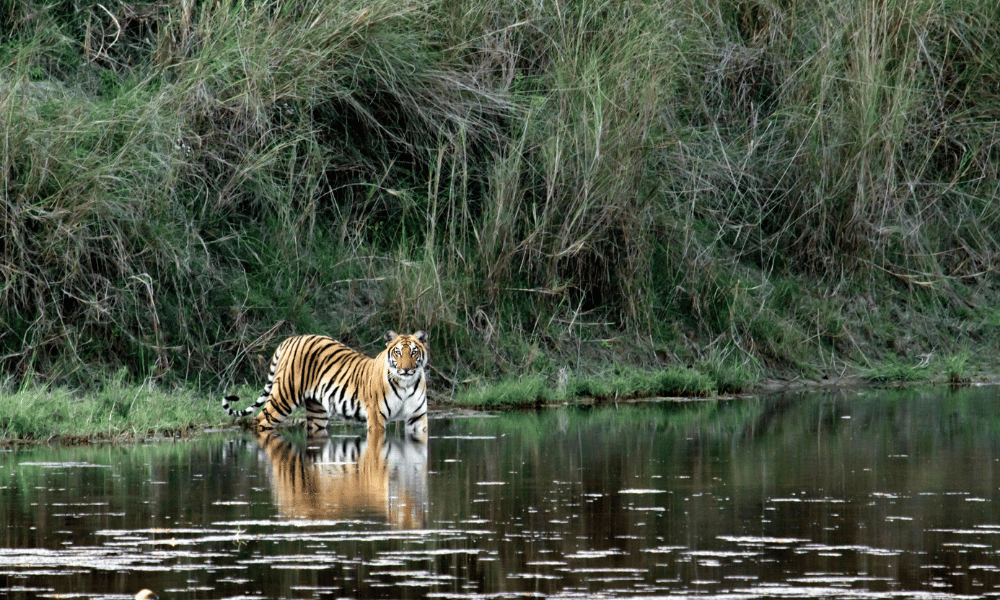 tiger safari in bardia nepal